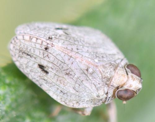 Issus coleoptratus
